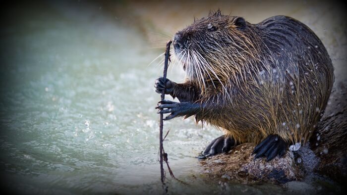 Beaver Wrangling